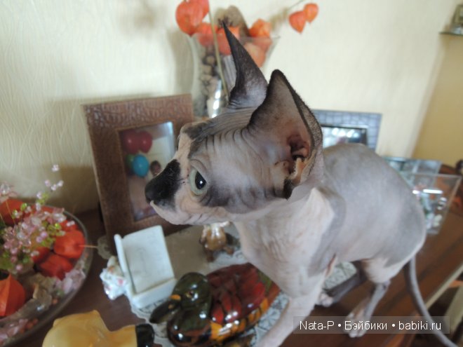 Ранняя весна и Минириз — Куклы Planetdoll (Планетдолл): BJD (БЖД)