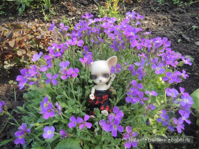 И снова Панг-Панг — Куклы Ai Doll и Pangju (Панджу): Tiny BJD (БЖД)