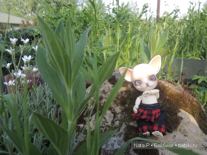 И снова Панг-Панг — Куклы Ai Doll и Pangju (Панджу): Tiny BJD (БЖД) (фото 3)