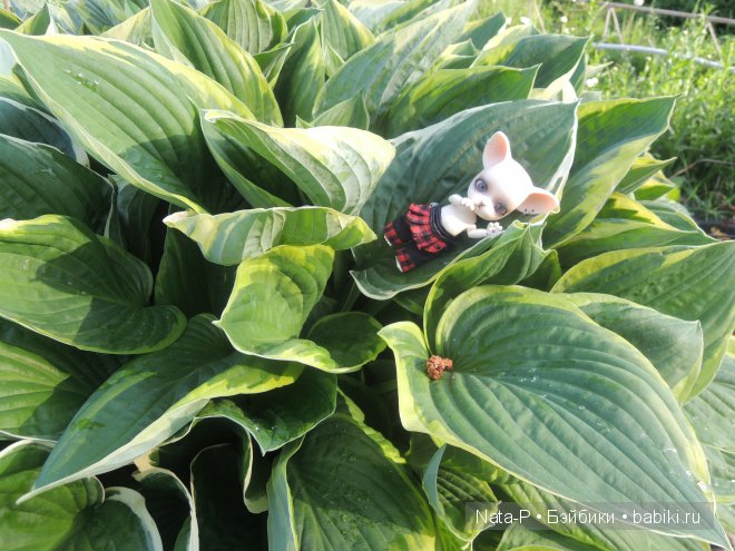 И снова Панг-Панг — Куклы Ai Doll и Pangju (Панджу): Tiny BJD (БЖД) (фото 7)