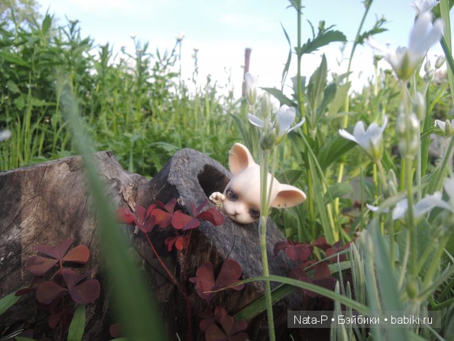 И снова Панг-Панг — Куклы Ai Doll и Pangju (Панджу): Tiny BJD (БЖД) (фото 4)