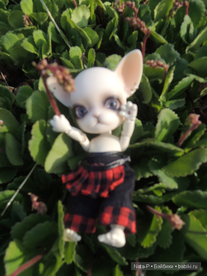 И снова Панг-Панг — Куклы Ai Doll и Pangju (Панджу): Tiny BJD (БЖД) (фото 2)