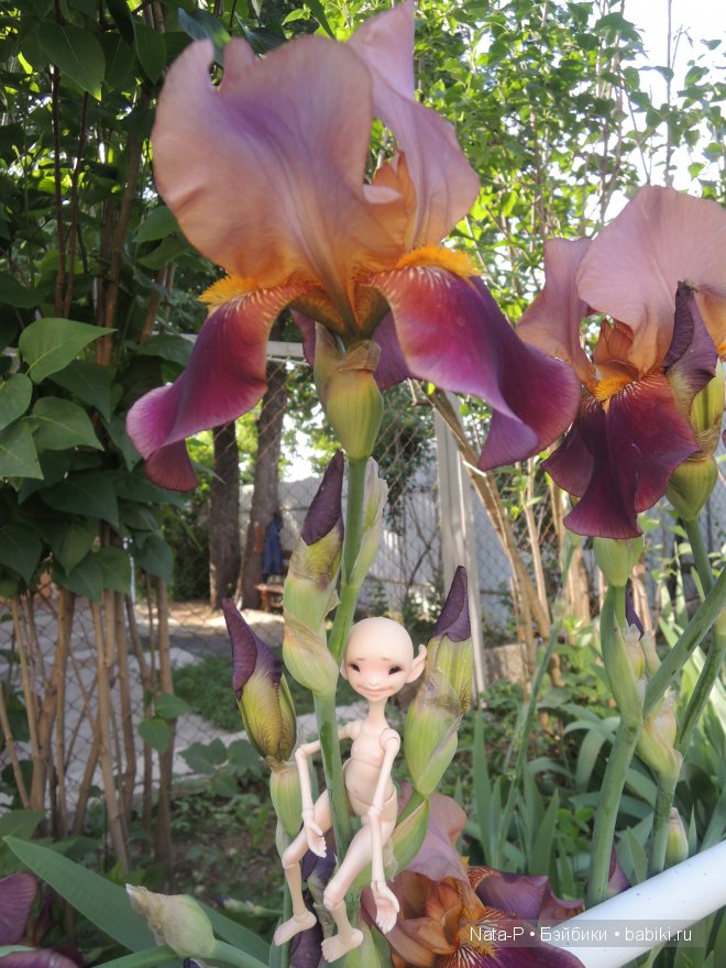 Сказка про маленькую фею — Фотоистории с куклами BJD (БЖД): сериалы (фото 4)