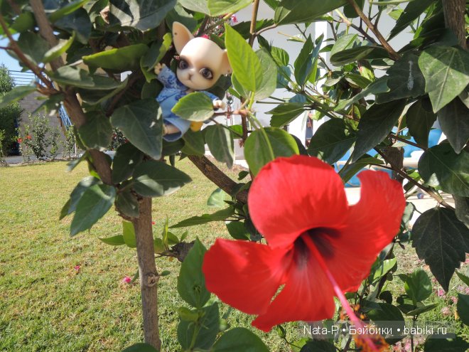 Панг-Панг и цветы. Отдых Панга. Вторая часть (фото 3)