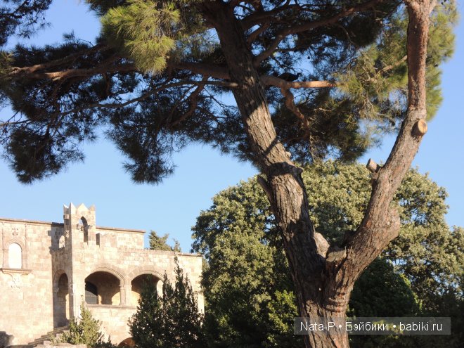 Панг-Панг и цветы. Отдых Панга. Вторая часть