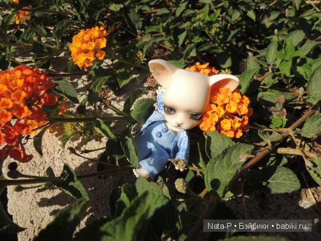 Панг-Панг и цветы. Отдых Панга. Вторая часть (фото 5)