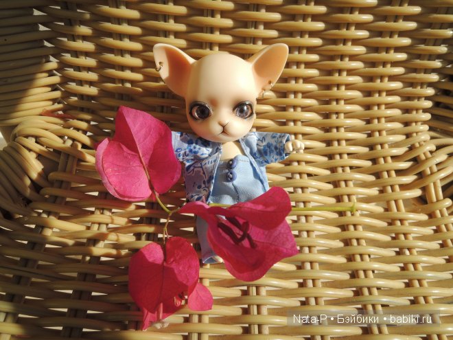 Панг-Панг и цветы. Отдых Панга. Вторая часть