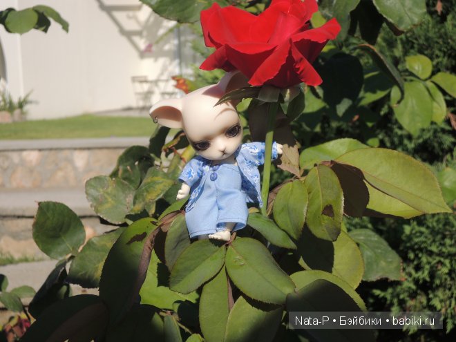 Панг-Панг и цветы. Отдых Панга. Вторая часть (фото 6)