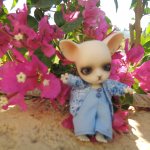 Панг-Панг и цветы. Отдых Панга. Вторая часть