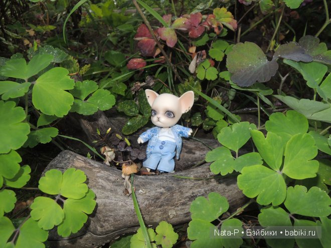 Как Панг-Панг дракона встретил (фото 4)