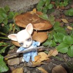 Как Панг-Панг дракона встретил