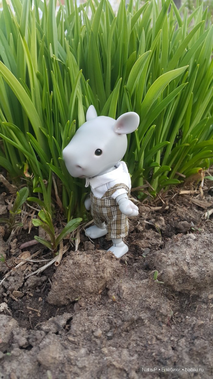 У меня поселился малыш-Носорожек (фото 5)