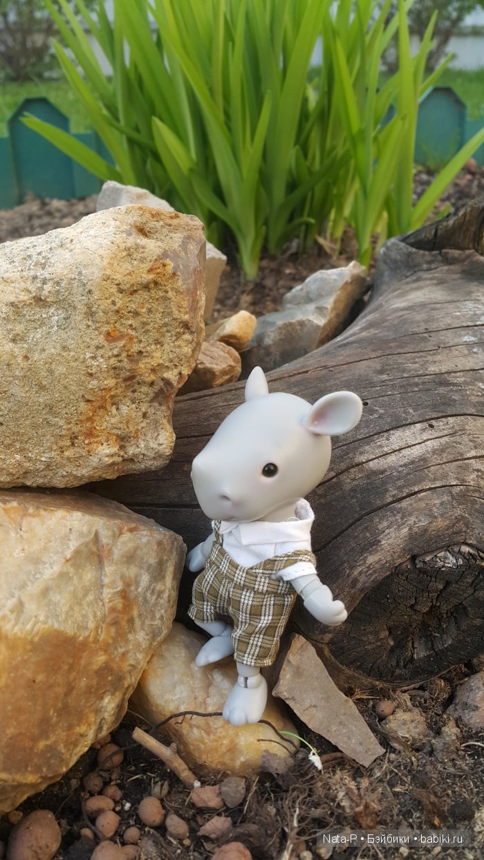 У меня поселился малыш-Носорожек (фото 3)