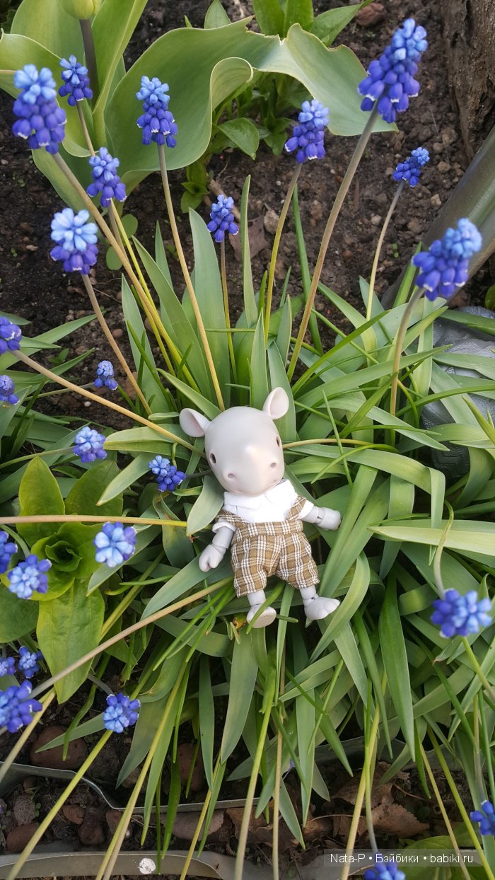 У меня поселился малыш-Носорожек (фото 2)