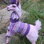 Продам уникальную Ламу