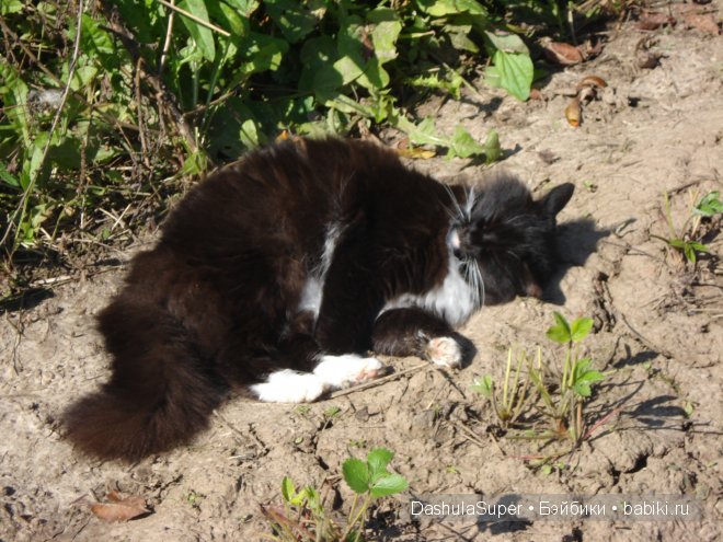 Бабушкина деревня — Куклы Bratz (Братц) и Moxie Girlz: MGA