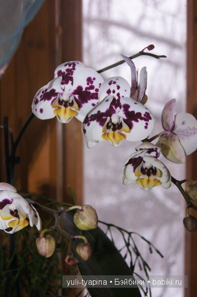 Прогулочка! Олеся и Василиса, две красавицы от Fairyland Хлоя и Литтфи анте