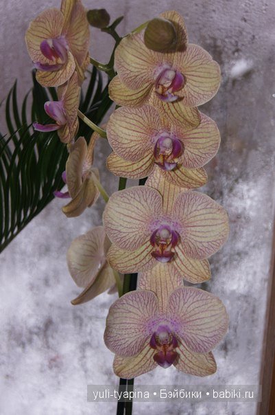 Олеся и Василиса, две красавицы от Fairyland Хлоя и Литтфи анте