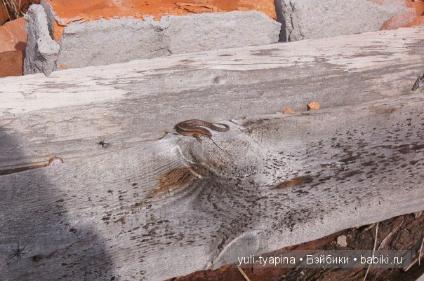 Боня) Или прогулка 1 мая) | Бэйбики Боня) Или прогулка 1 мая)