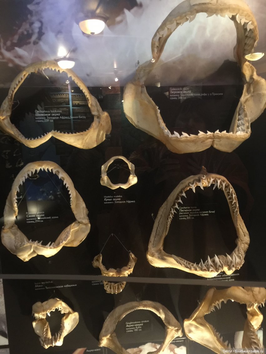 Рождественские каникулы лисёнка Бинго