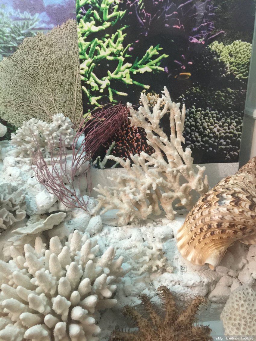 Рождественские каникулы лисёнка Бинго (фото 6)