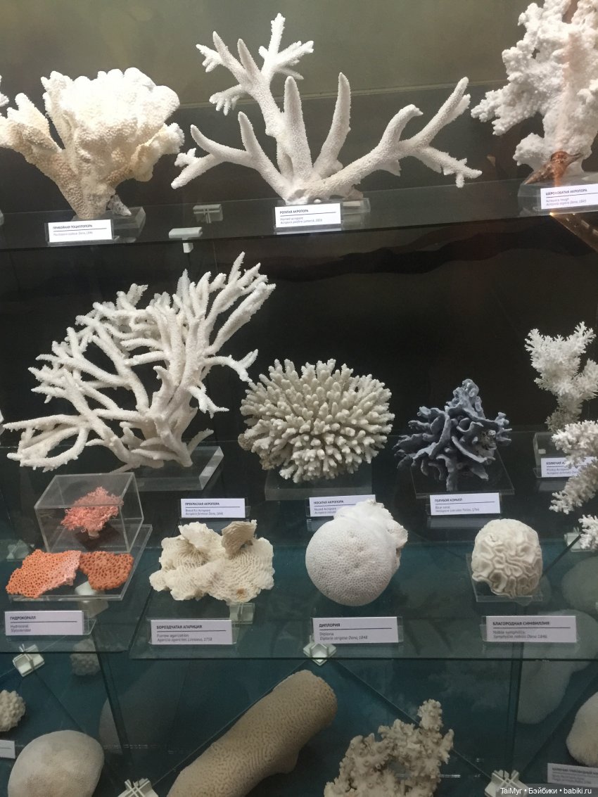 Рождественские каникулы лисёнка Бинго (фото 7)