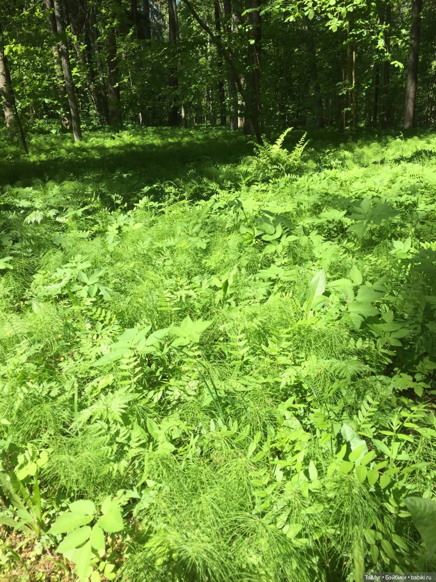 Маленькие путешественники