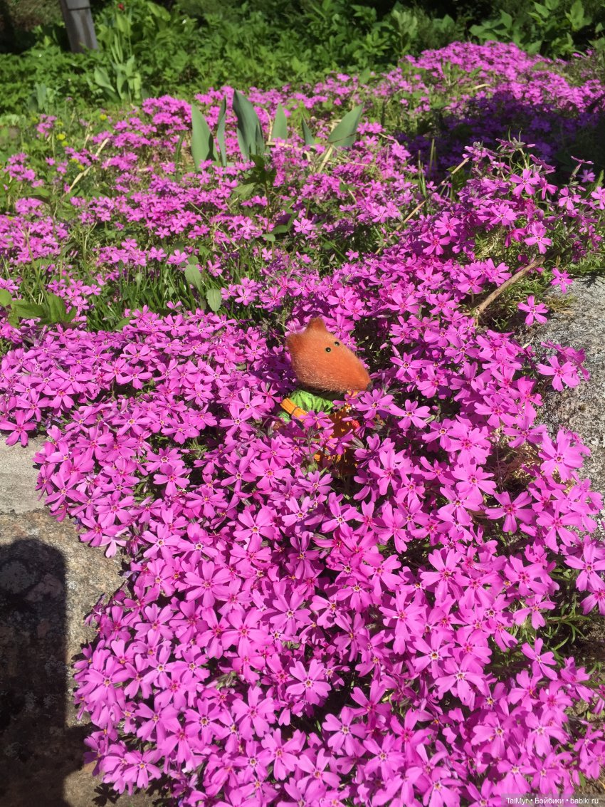 Маленькие путешественники (продолжение) (фото 2)