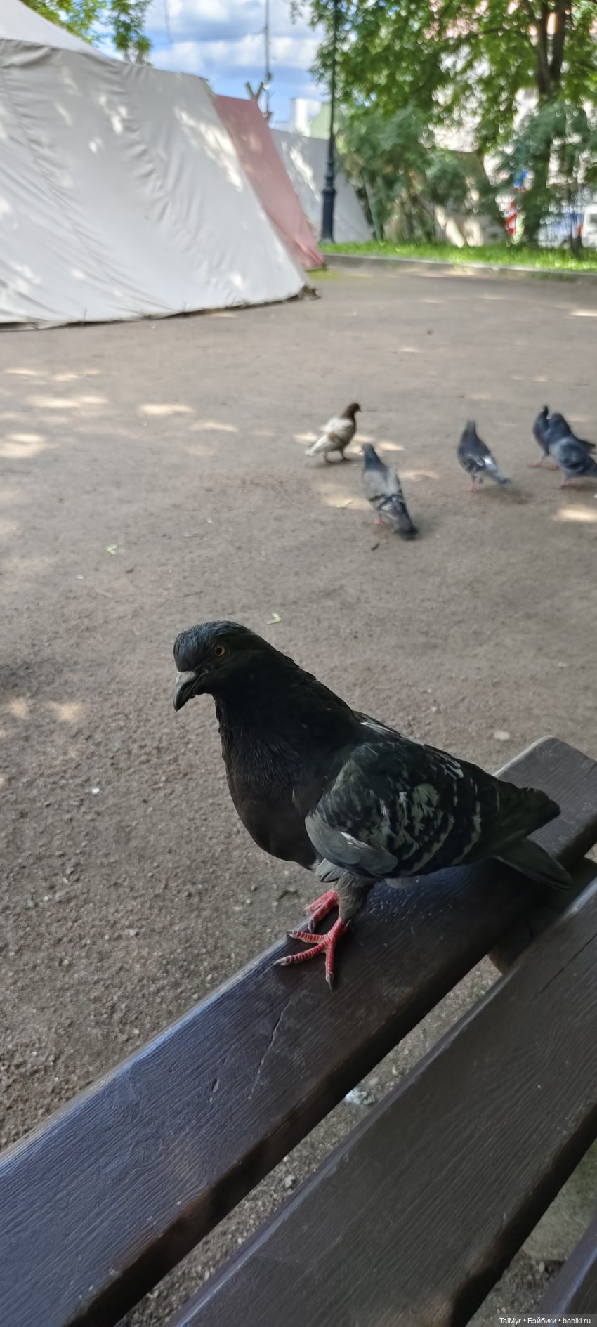 Экскурсия в Выборг — Туризм и путешествия: фотоотчеты из поездок