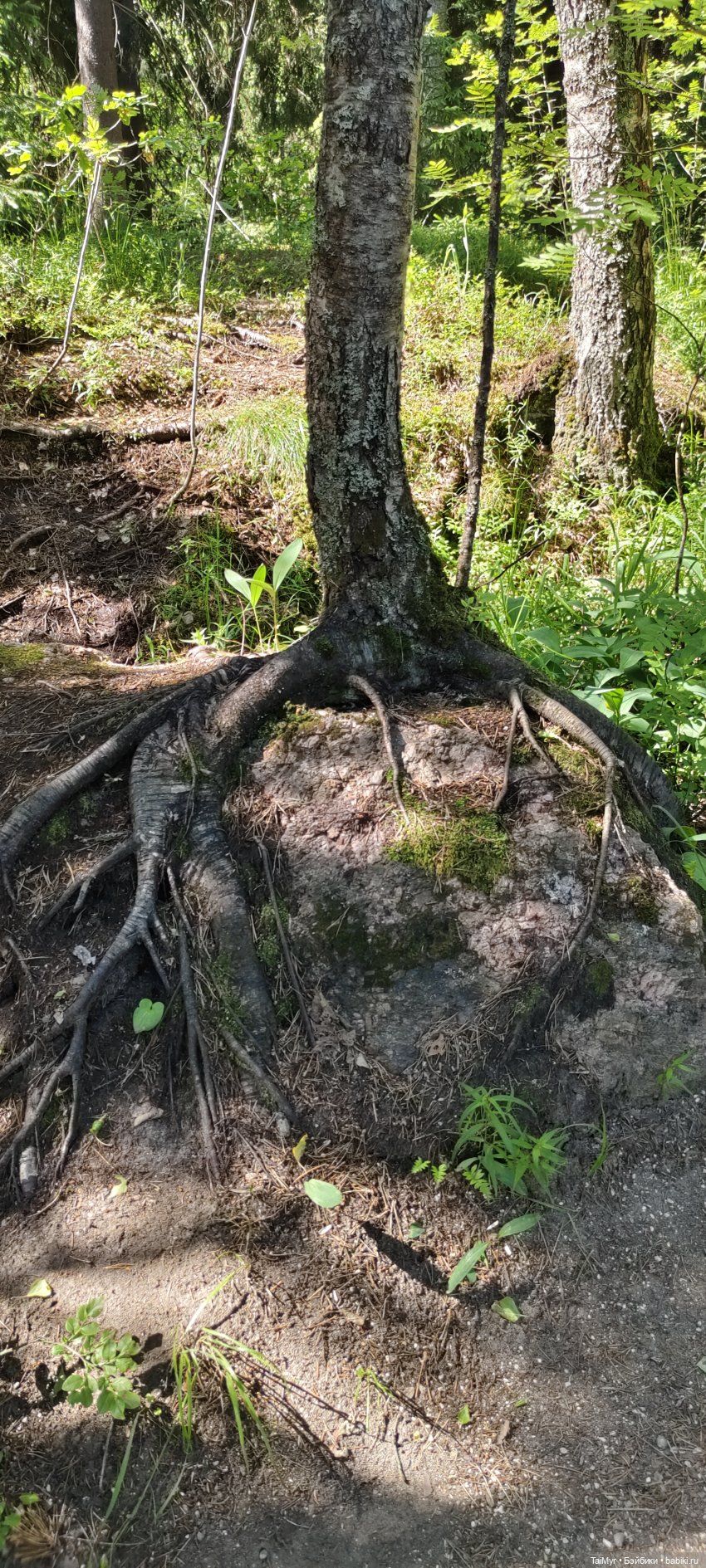 Выборг. Парк Монрепо — Туризм и путешествия: фотоотчеты из поездок
