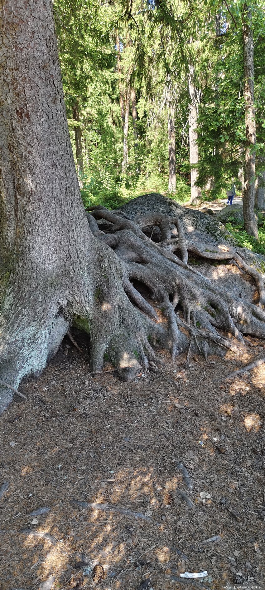 Выборг. Парк Монрепо — Туризм и путешествия: фотоотчеты из поездок