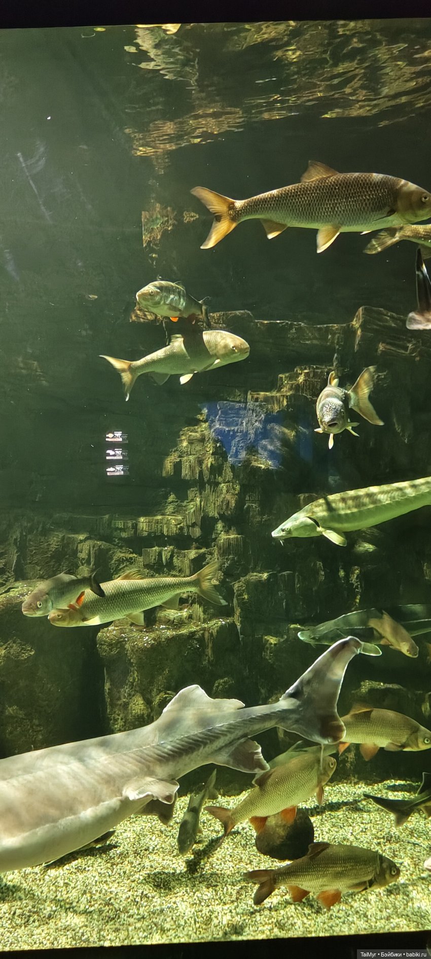 Прогулка по Москванариуму (фото 6)