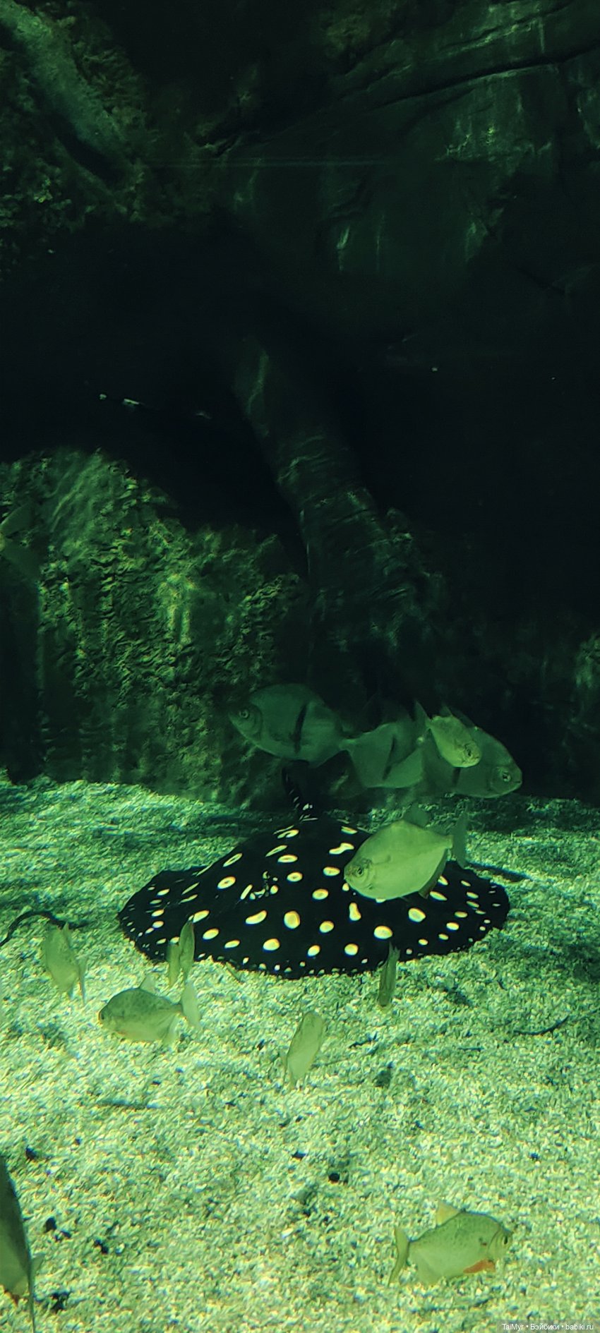 Прогулка по Москванариуму