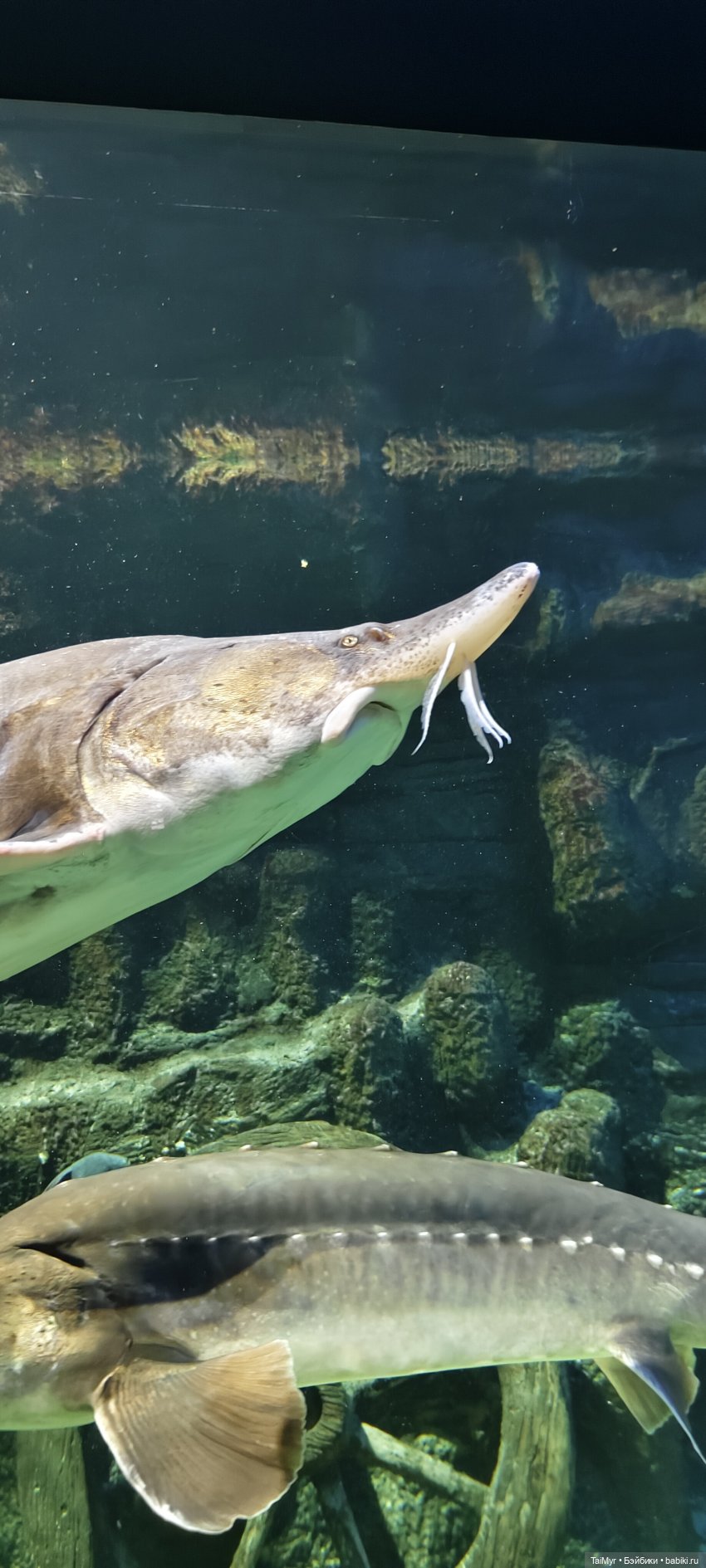 Прогулка по Москванариуму (фото 7)