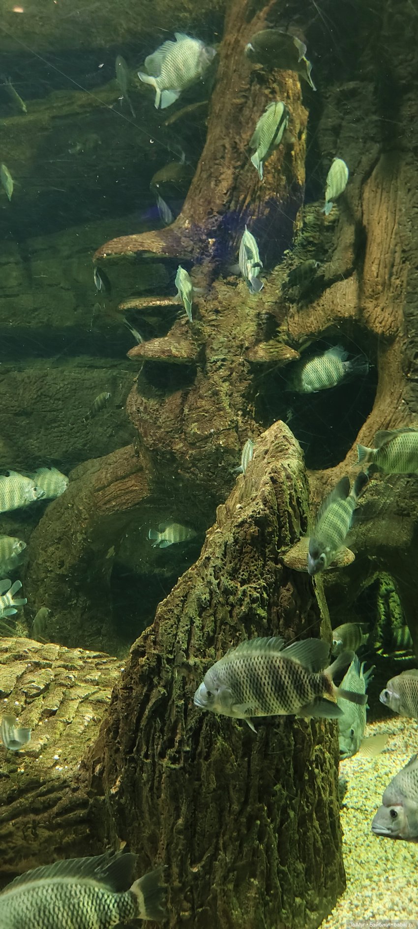 Прогулка по Москванариуму (фото 9)