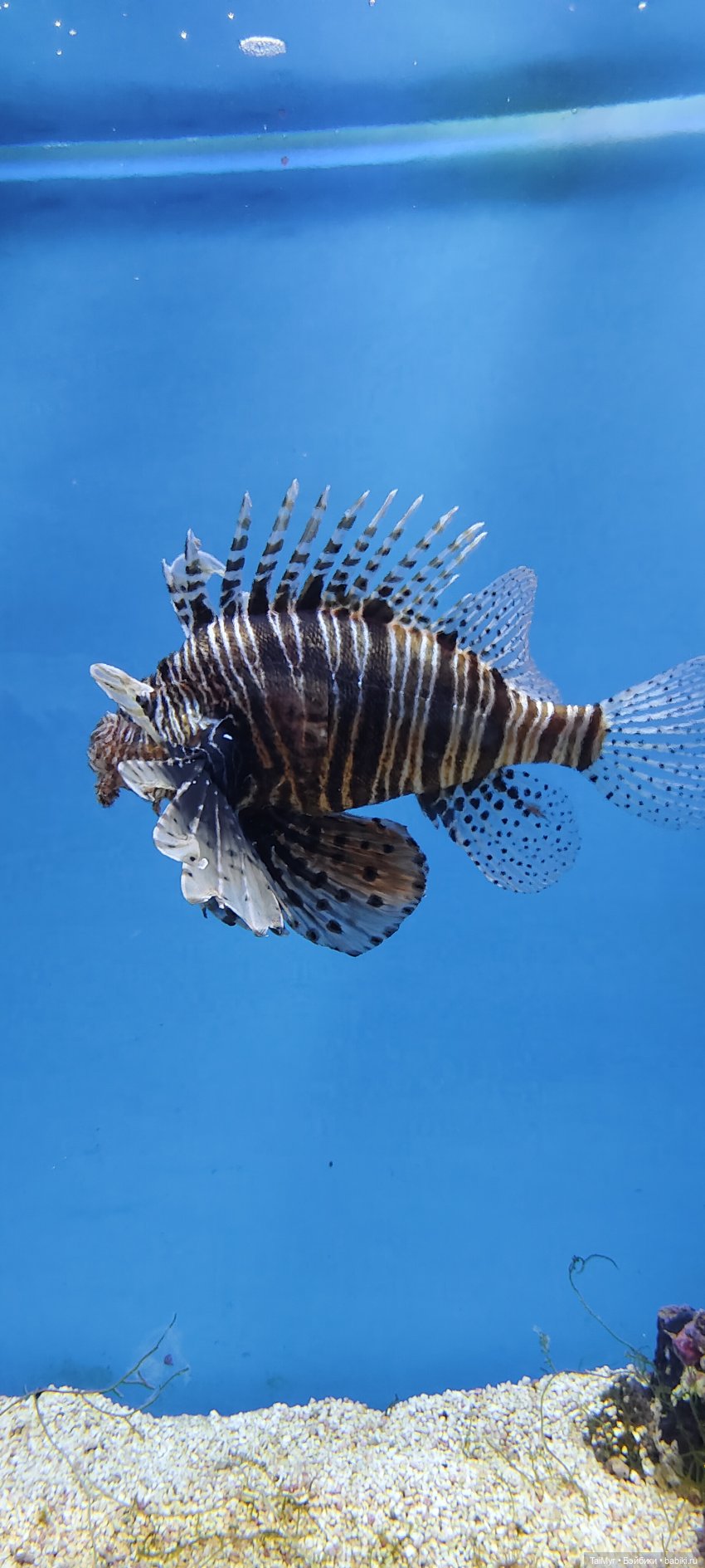 Прогулка по Москванариуму