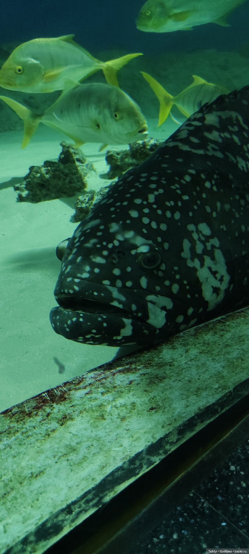 Прогулка по Москванариуму