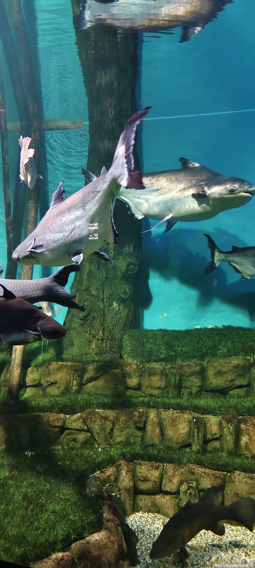 Прогулка по Москванариуму