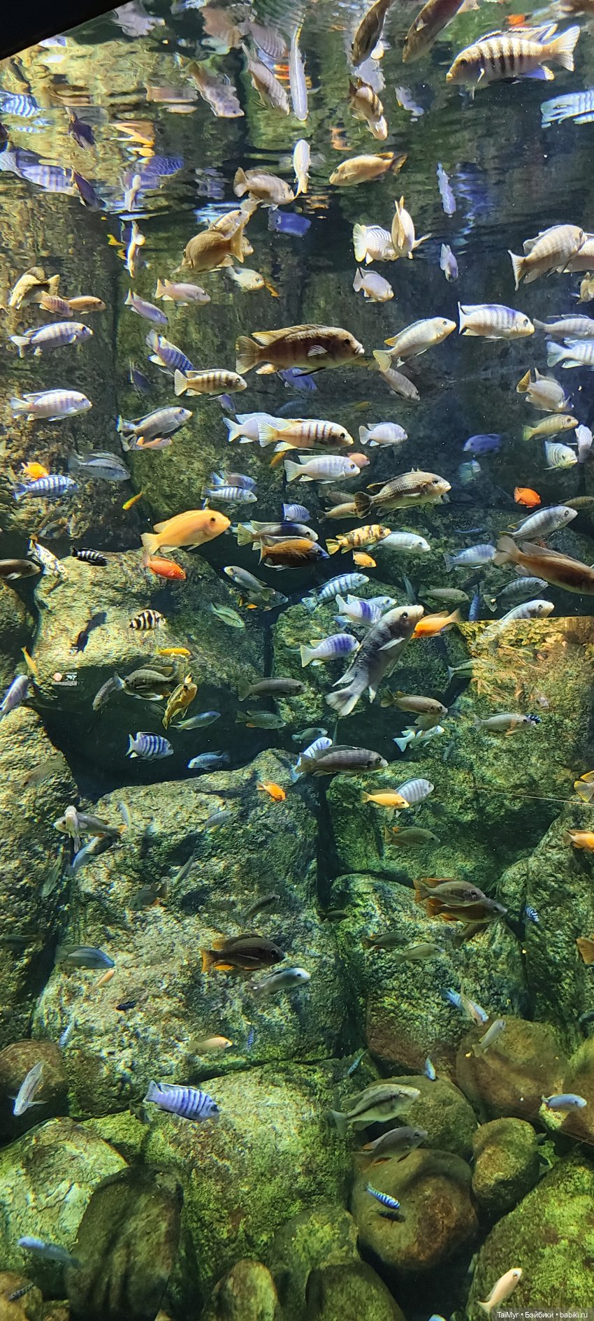 Прогулка по Москванариуму