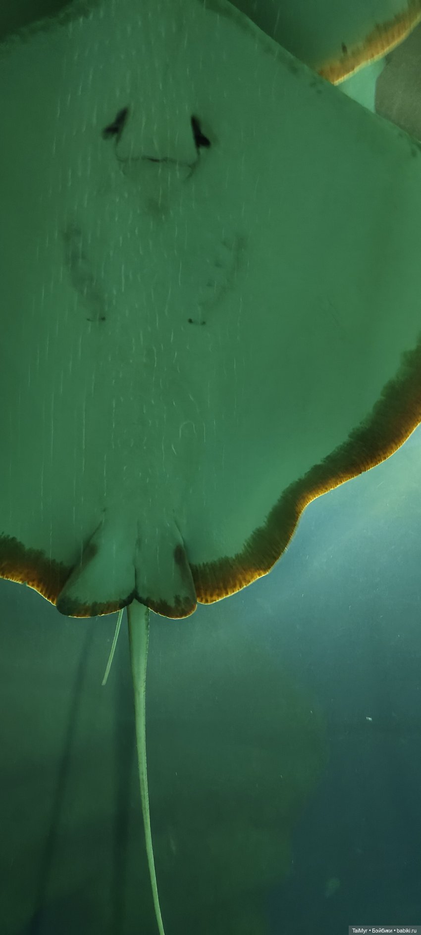 Прогулка по Москванариуму