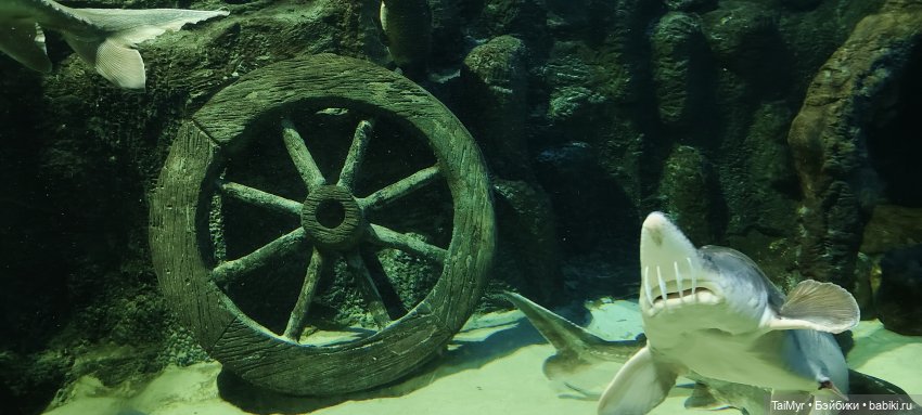 Прогулка по Москванариуму (фото 8)