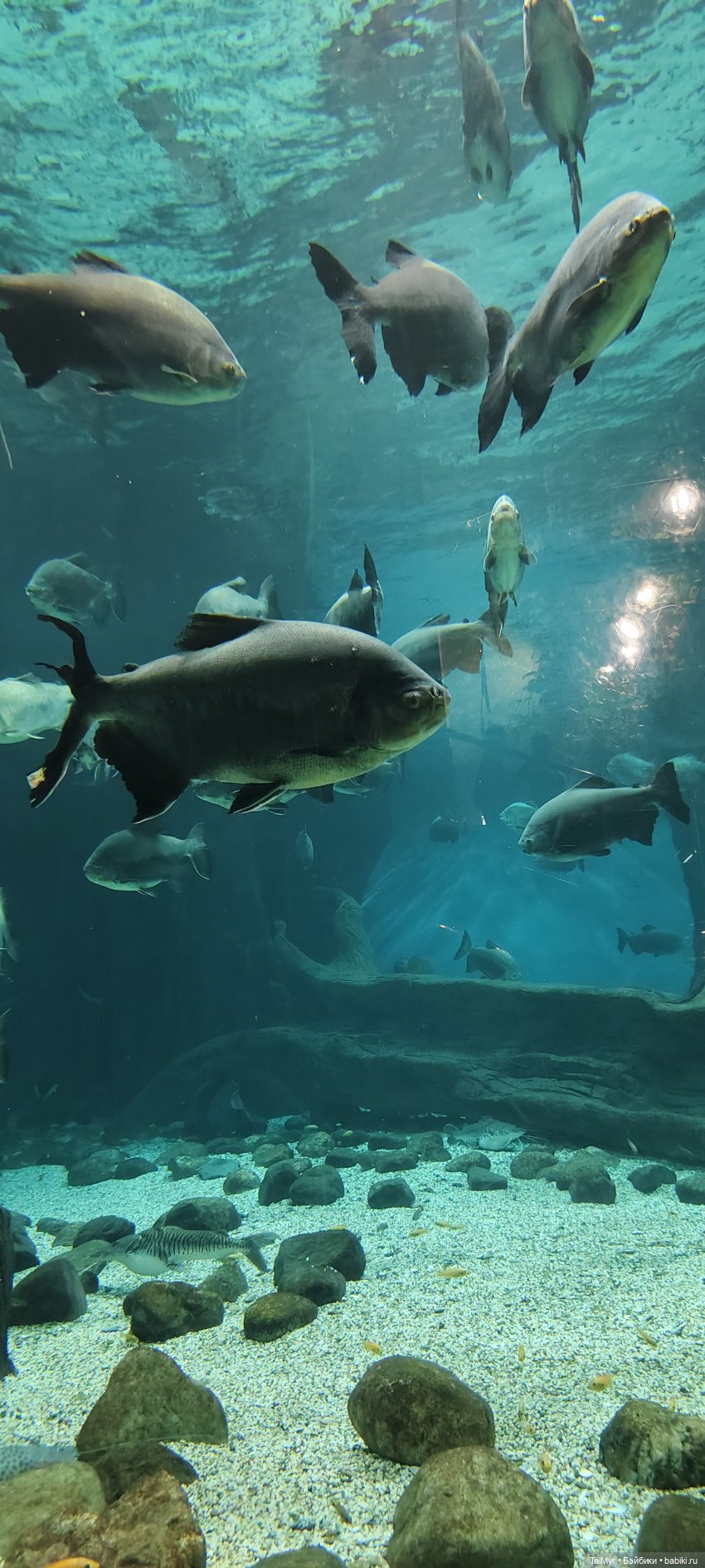 Прогулка по Москванариуму