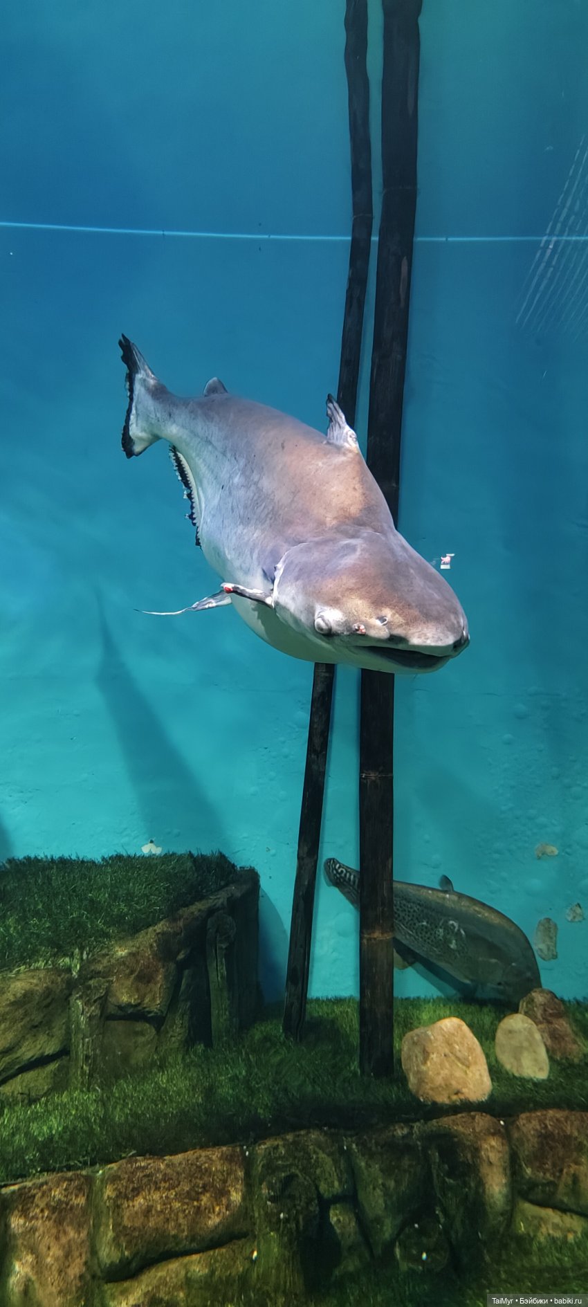 Прогулка по Москванариуму