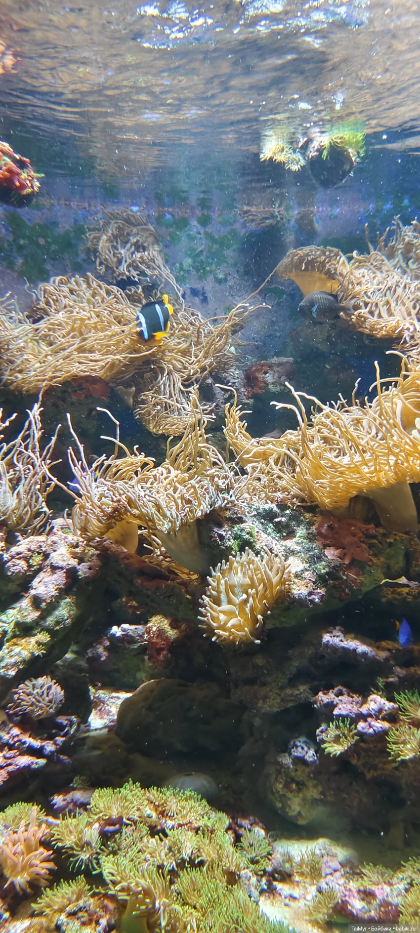 Прогулка по Москванариуму