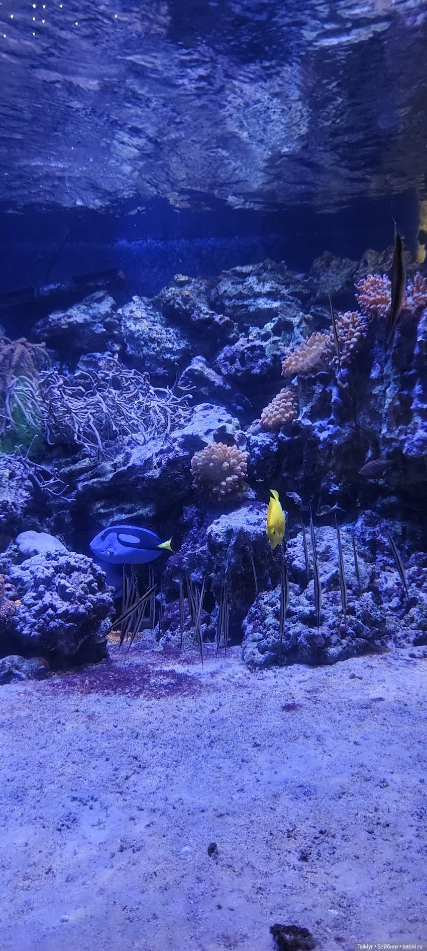 Прогулка по Москванариуму