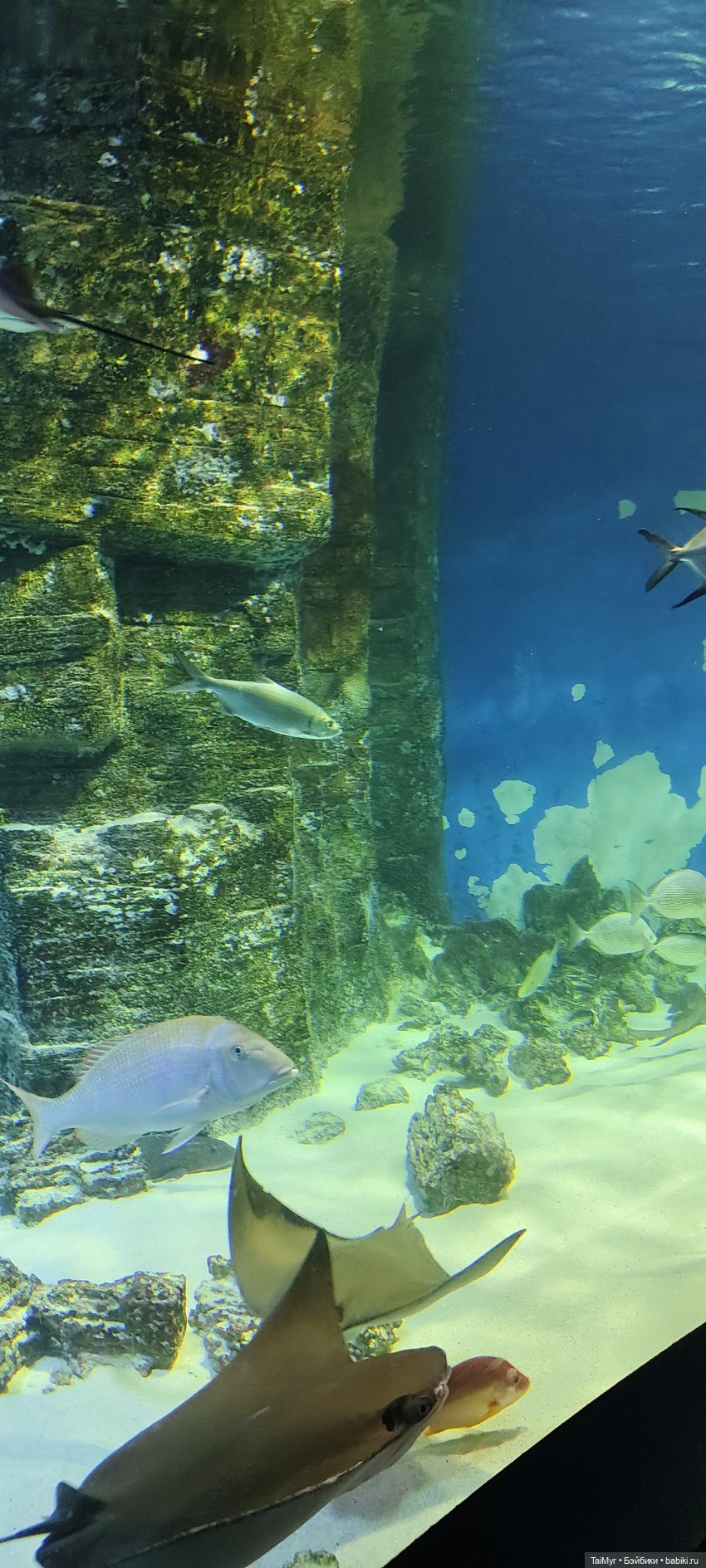 Прогулка по Москванариуму (фото 3)