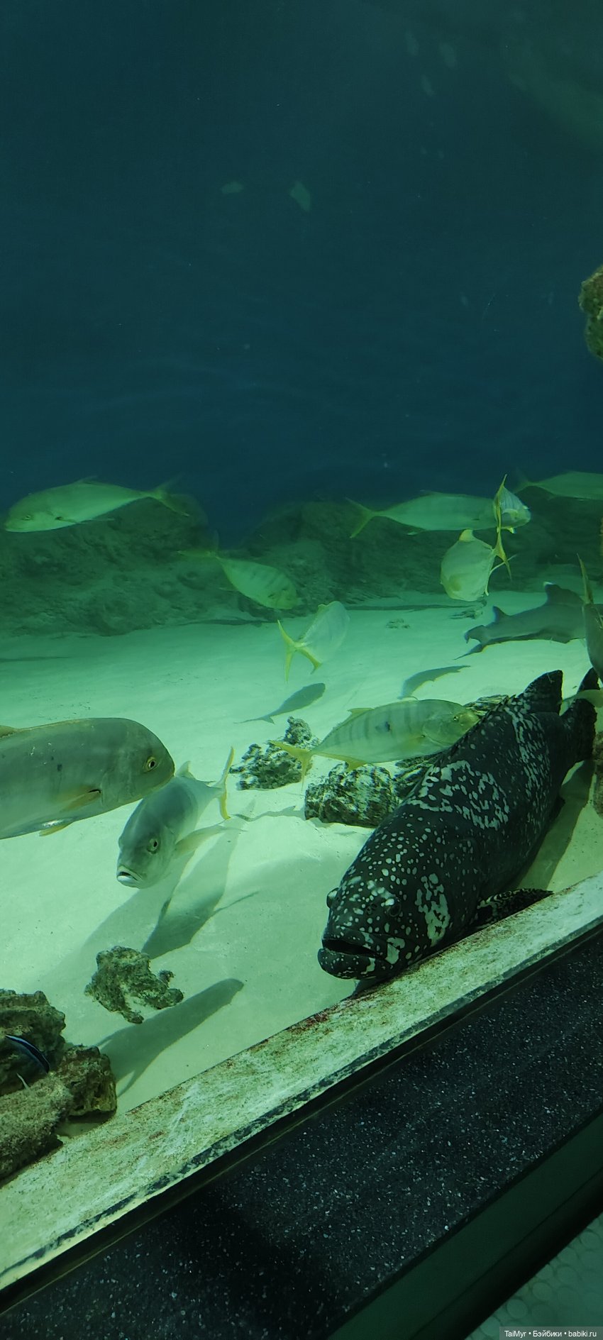 Прогулка по Москванариуму