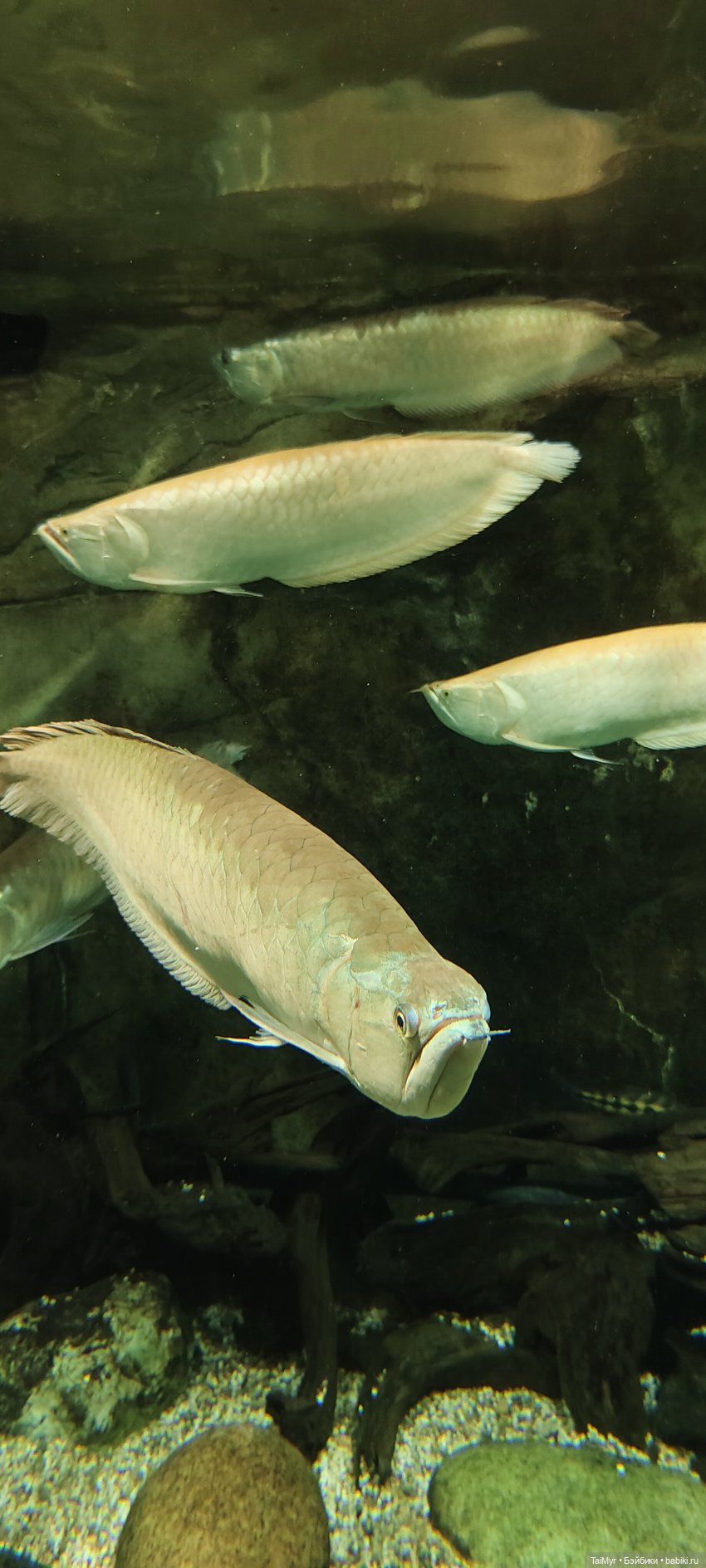 Прогулка по Москванариуму