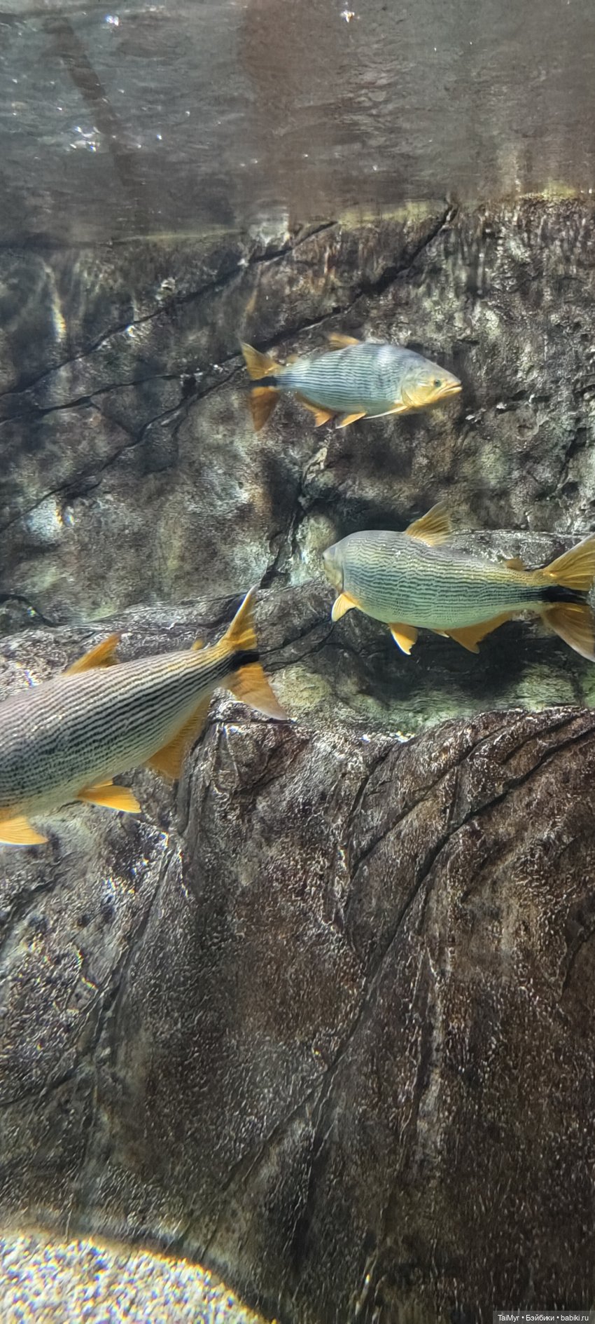 Прогулка по Москванариуму