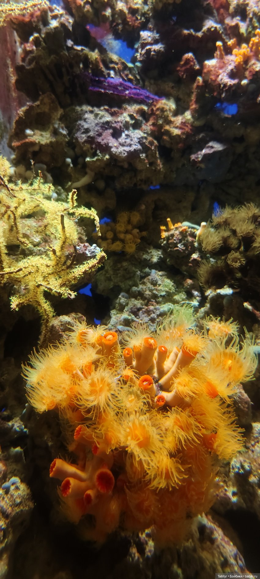 Прогулка по Москванариуму